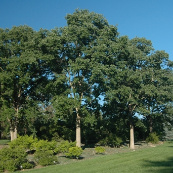 Quercus muehlenbergii - Chinquapin Oak