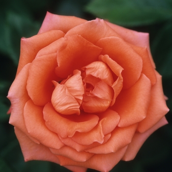 Rosa - Marina Rose