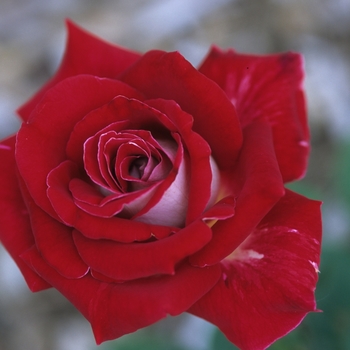 Rosa - Snowfire Rose