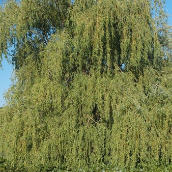Salix babylonica - Weeping Willow