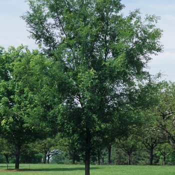 Ulmus parvifolia - Lacebark Elm