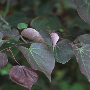 Cercis canadensis - 'Forest Pansy' Redbud