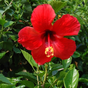 Hibiscus rosa-sinensis - 'President's' Hibiscus