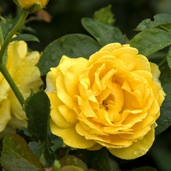 Rosa - 'Julia Child™' Rose