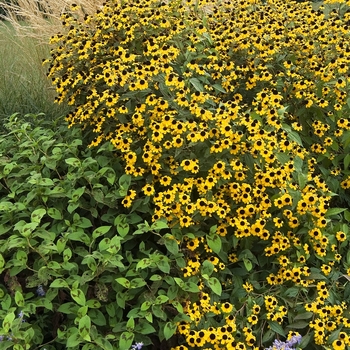 Rudbeckia hirta - Black Eyed Susan