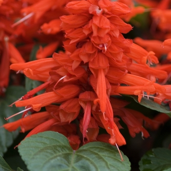 Salvia splendens - 'Red Hot Sally' Sage