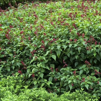 Salvia greggii - 'Furman's Red' Autumn Sage