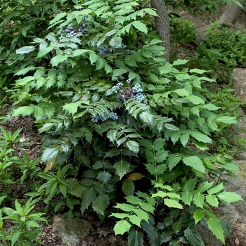 Mahonia bealei - Leatherleaf Mahonia