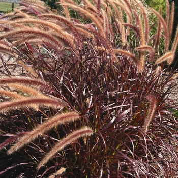 Pennisetum setaceum (Purple Fountain Grass) - Graceful Grasses® 'Rubrum'