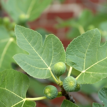 Ficus carica - 'Brown Turkey' Brown Turkey Fig