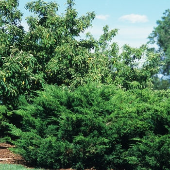 Juniperus chinensis ''Sea Green'' - Juniper Sea Green