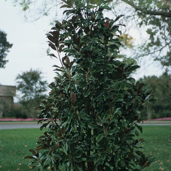 Magnolia grandiflora - Magnolia 'Bracken's Brown Beauty'