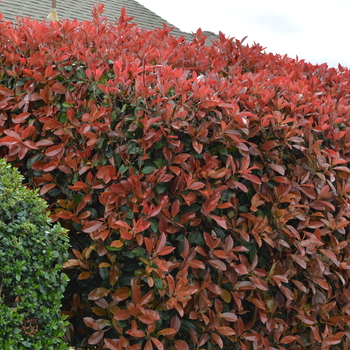 Photinia x 'fraseri' - Red Tip Photinia