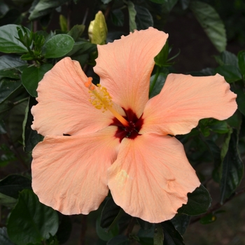 Hibiscus rosa-sinensis - Peach Tropical Hibiscus