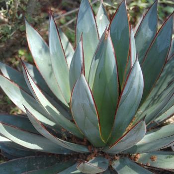 Agave - 'Blue Glow' Agave