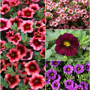 Calibrachoa - 'Multiple Varieties' Assorted, Million Bells Calibrachoa - 'Multiple Varieties' Assorted, Million Bells