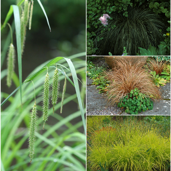 Carex - 'Multiple Varieties' Sedge