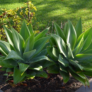 Agave - 'Blue Flame' Century Plant