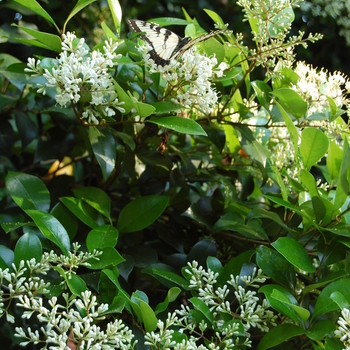 Ligustrum japonicum - Wax Ligustrum