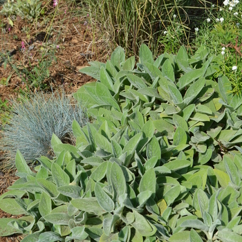 Stachys byzantina - Lamb's Ears