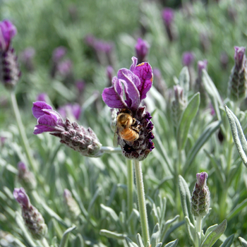 Lavandula stoechas - Spanish Lavender Lavandula stoechas - Spanish Lavender