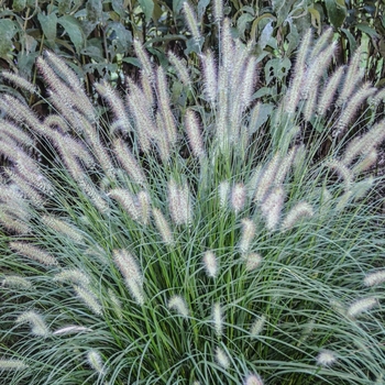 Pennisetum alopecuroides - Grass Hamlin Dwarf