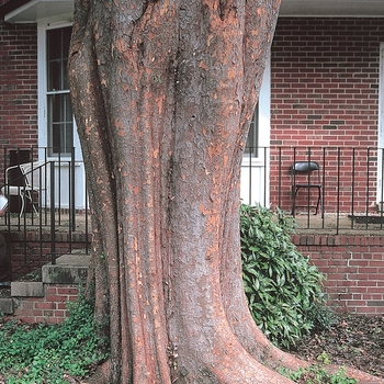 Ulmus parvifolia - 'Allee' Elm