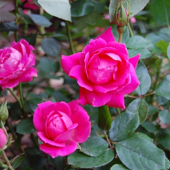 Rosa (Shrub Rose) - Rose Knock Out Pink Double