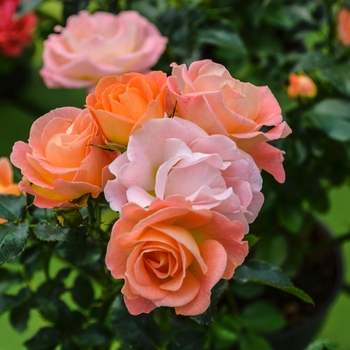 Rosa - Peach Drift Rose