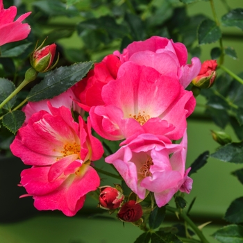 Rosa - Pink Drift Rose