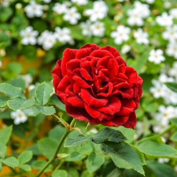 Rosa (Rose) - Sunblaze® Red (Tree)