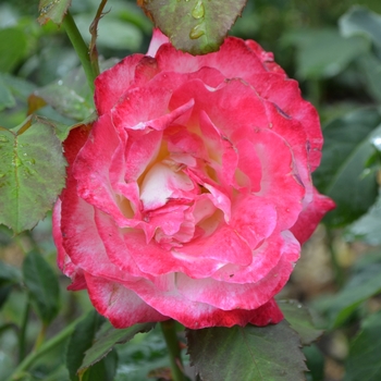 Rosa - Double Delight Hybrid Tea Rose