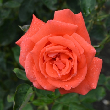 Rosa - Tropicana Rose