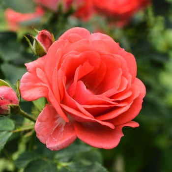 Rosa - Coral Drift Rose