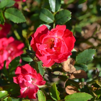 Rosa - Red Drift Rose
