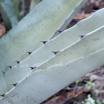 Agave scabra - Rough Agave
