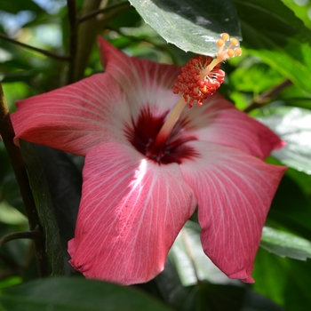 Hibiscus rosa-sinensis - 'Painted Lady' Tropical Hibiscus Braided