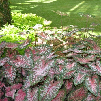 Caladium x hortulanum - Caladium Mix Varieties 