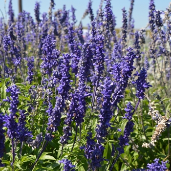 Salvia farinacea (Mealycup Sage) - Sallyfun&trade; 'Blue Bicolor'