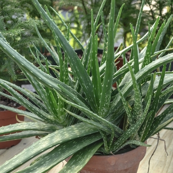 Aloe barbadensis - Aloe vera