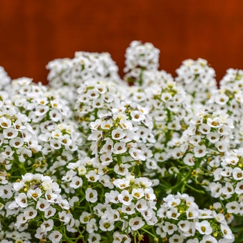 Lobularia maritima (Alyssum, Sweet Alyssum) - Clear Crystal® 'White'