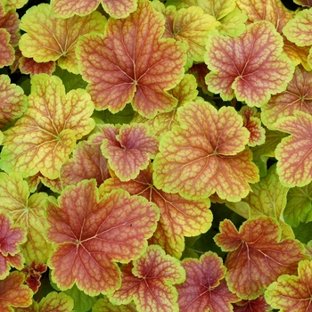 Heuchera - 'Delta Dawn' Coral Bells