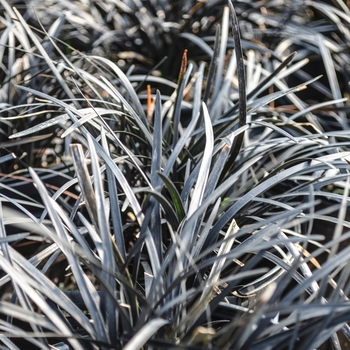 Ophiopogon planiscapus - Black Mondo Grass