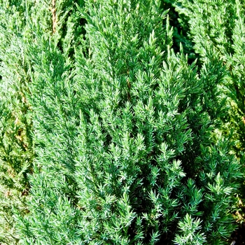 Juniperus chinensis - Blue Point Juniper