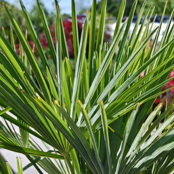 Trachycarpus fortunei - Windmill Palm