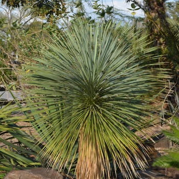 Yucca rostrata - Beaked Blue Yucca