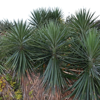 Yucca aloifolia - Spanish Bayonet