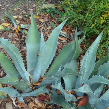 Agave scabra - Rough Agave