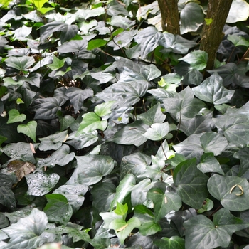 Hedera caneriensis - Algerian Ivy