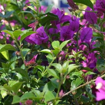 Bougainvillea x. buttiana - 'Royal Purple' Paper Flower